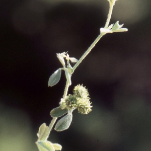 Photographie n°2275051 du taxon Medicago minima (L.) L. [1754]