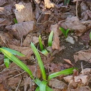 Photographie n°2275058 du taxon Galanthus nivalis L.