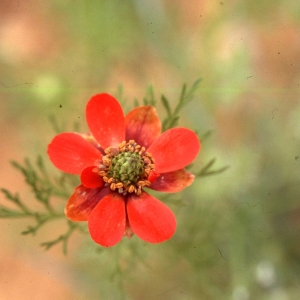 Photographie n°2275059 du taxon Adonis annua L. [1753]