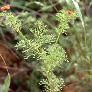 Photographie n°2275062 du taxon Adonis annua L. [1753]