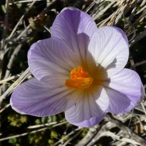 Photographie n°2275075 du taxon Crocus versicolor Ker Gawl. [1808]