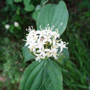 Photographie n°2275117 du taxon Cornus sanguinea L.