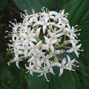 Photographie n°2275119 du taxon Cornus sanguinea L.