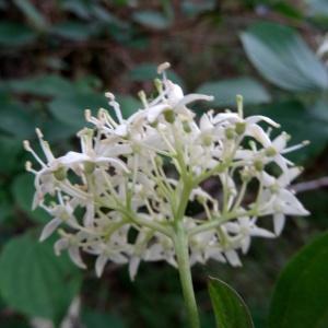 Photographie n°2275121 du taxon Cornus sanguinea L.