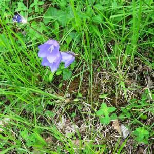 Photographie n°2275124 du taxon Campanula persicifolia var. persicifolia 