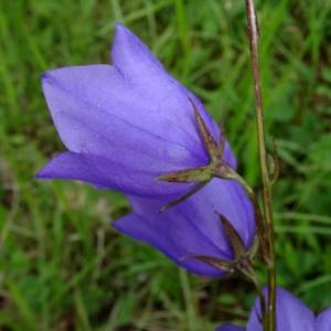 Photographie n°2275127 du taxon Campanula persicifolia var. persicifolia 