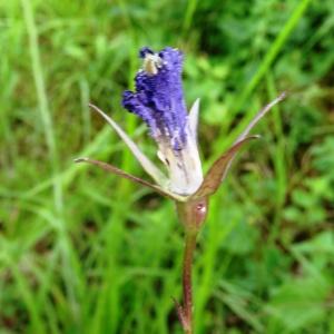 Photographie n°2275128 du taxon Campanula persicifolia var. persicifolia 