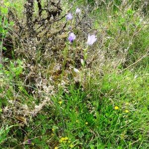 Photographie n°2275134 du taxon Campanula persicifolia var. persicifolia 