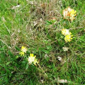 Photographie n°2275142 du taxon Anthyllis vulneraria L.