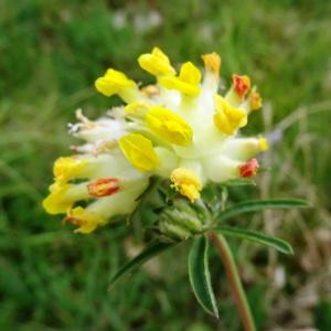 Photographie n°2275144 du taxon Anthyllis vulneraria L.