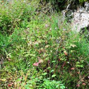 Photographie n°2275165 du taxon Geranium robertianum L.