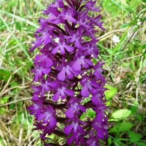 Photographie n°2275172 du taxon Anacamptis pyramidalis (L.) Rich. [1817]