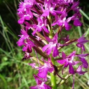 Photographie n°2275176 du taxon Anacamptis pyramidalis (L.) Rich. [1817]