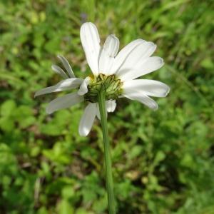 Photographie n°2275179 du taxon Leucanthemum vulgare Lam. [1779]