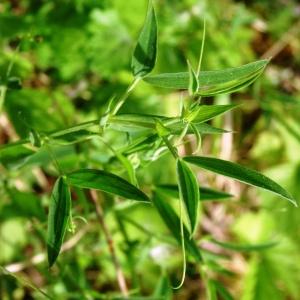 Photographie n°2275184 du taxon Lathyrus pratensis L. [1753]