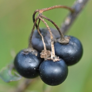 Photographie n°2275223 du taxon Solanum nigrum L. [1753]