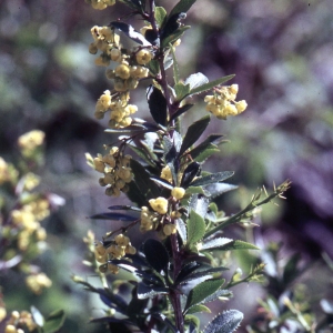 Photographie n°2275231 du taxon Berberis vulgaris L. [1753]