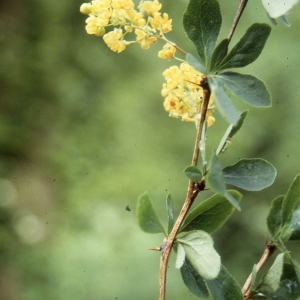 Photographie n°2275235 du taxon Berberis vulgaris L. [1753]