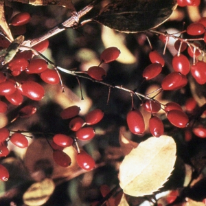 Photographie n°2275236 du taxon Berberis vulgaris L. [1753]