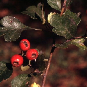 Photographie n°2275247 du taxon Crataegus laevigata (Poir.) DC. [1825]