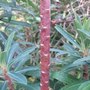 Photographie n°2275248 du taxon Euphorbia characias L.