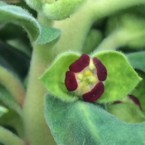 Photographie n°2275249 du taxon Euphorbia characias L.