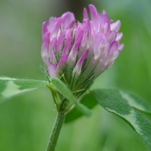 Photographie n°2275274 du taxon Trifolium pratense L. [1753]