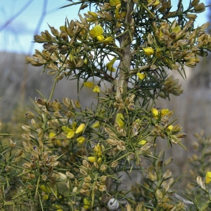 Photographie n°2275284 du taxon Ulex europaeus L. [1753]