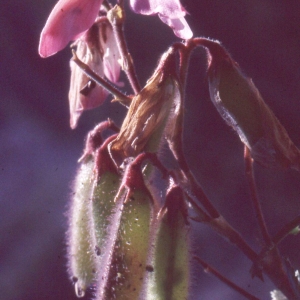 Photographie n°2275292 du taxon Ononis fruticosa L. [1753]