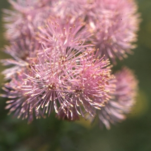 Photographie n°2275305 du taxon Thalictrum aquilegiifolium L. [1753]