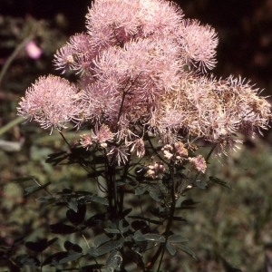 Photographie n°2275306 du taxon Thalictrum aquilegiifolium L. [1753]