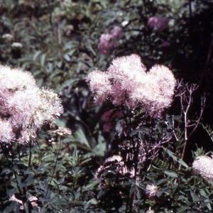 Photographie n°2275313 du taxon Thalictrum aquilegiifolium L. [1753]