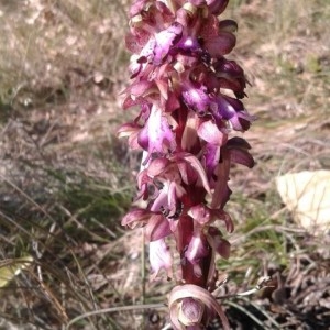 Photographie n°2275316 du taxon Himantoglossum robertianum (Loisel.) P.Delforge [1999]