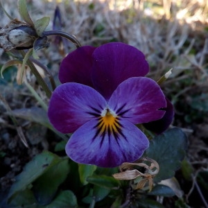 Photographie n°2275337 du taxon Viola tricolor L. [1753]