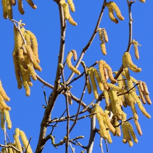 Photographie n°2275350 du taxon Corylus avellana L. [1753]