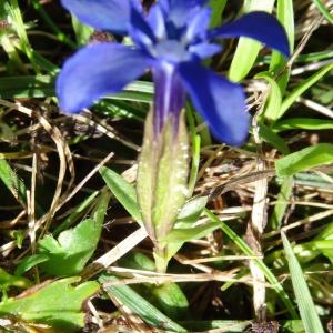 Photographie n°2275377 du taxon Gentiana verna L. [1753]