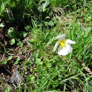 Photographie n°2275378 du taxon Ranunculus amplexicaulis L. [1753]