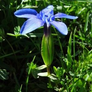 Photographie n°2275396 du taxon Gentiana verna L. [1753]