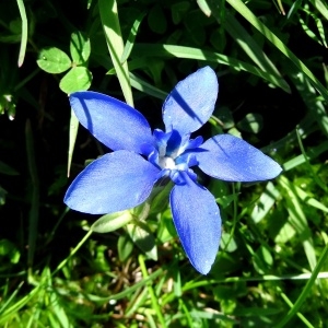 Photographie n°2275398 du taxon Gentiana verna L. [1753]