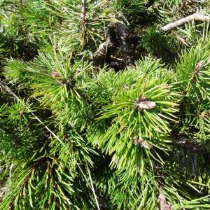 Photographie n°2275412 du taxon Pinus mugo subsp. uncinata (Ramond ex DC.) Domin [1936]
