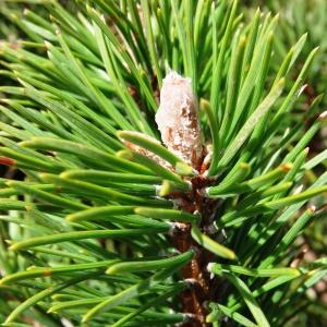 Photographie n°2275413 du taxon Pinus mugo subsp. uncinata (Ramond ex DC.) Domin [1936]