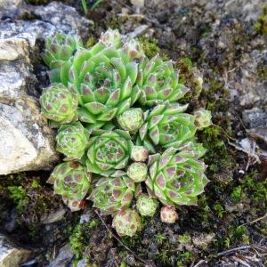 Photographie n°2275422 du taxon Sempervivum tectorum L. [1753]