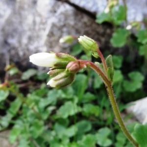 Photographie n°2275433 du taxon Saxifraga granulata L. [1753]