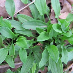 Photographie n°2275453 du taxon Rumex acetosella L. [1753]