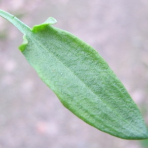 Photographie n°2275455 du taxon Rumex acetosella L. [1753]