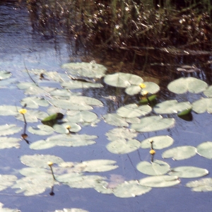 Photographie n°2275457 du taxon Nuphar lutea (L.) Sm. [1809]