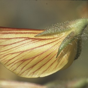 Photographie n°2275468 du taxon Ononis natrix L. [1753]