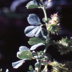 Medicago polymorpha var. vulgaris (Benth.) Shinners