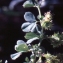  Liliane Roubaudi - Medicago polycarpa Willd. ex Schltdl. [1813]