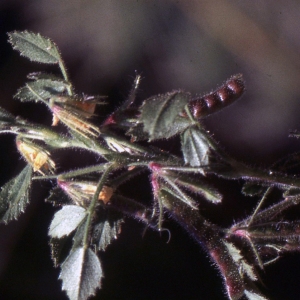 Ononis ornithopodioides L. (Bugrane pied-d'oiseau)